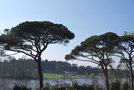 vignette Pinus pinea   (Parc de La Chantrerie, Nantes)