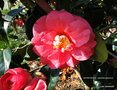 vignette camlia ' AKASHIGATA ' camellia japonica= ' LADY CLARE '