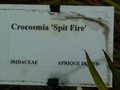 vignette Crocosmia 'Spit Fire'
