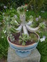 vignette Euphorbia officinarum