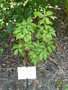 vignette Fuchsia arborescens