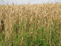 vignette Triticum aestivum, bl tendre, froment, champ de bl