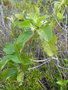 vignette Achilleanthus glabrescens