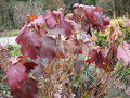 vignette Hydrangea Quercifolia
