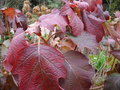 vignette Hydrangea Quercifolia