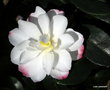 vignette ' Paradise Sayaka ' camellia sasanqua ? varit  confirmer