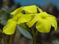 vignette Pachypodium rosulatum var rosulatum