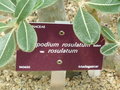 vignette Pachypodium rosulatum var_rosulatum