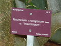 vignette Tanaecium crucigerum var martinique