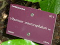 vignette Viburnum macrocephalum