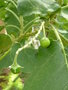 vignette Solanum vespertilio ssp. doramae