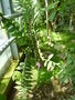 vignette Selenicereus chrysocardium = Epiphyllum chrysocardium = Marniera chrysocardium