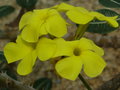vignette Pachypodium rosulatum var rosulatum