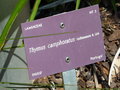 vignette Thymus camphoratus