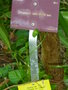 vignette Tetrataxis salicifolia