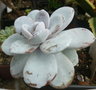 vignette Echeveria Lau 7 01 2013 Ndc