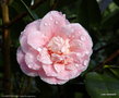 vignette ' CONFETTI BLUSH ' camellia japonica