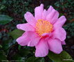vignette ' SHOW GIRL ' camellia hybride reticulata
