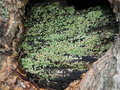 vignette Cladonia floerkeana