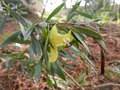 vignette Eremophila maculata 'aurea'