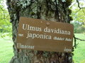 vignette Ulmus davidiana var japonica