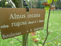 vignette Alnus incana ssp rugosa