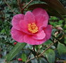 vignette ' CRIMSON CANDLES ' camellia hybride
