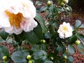vignette Camellia japonica Scented sun parfum qui dbute sa floraison au 12 01 13