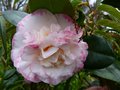 vignette Camellia japonica Margareth Davies Picottee gros plan au 10 01 13