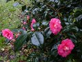 vignette Camellia japonica Lady Clare au 10 01 13