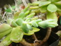 vignette Cremnophila linguifolia 2013  01