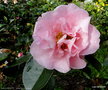 vignette Camlia ' LASCA BEAUTY ' camellia reticulata