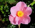 vignette Camlia ' MARY JOBSON ' camellia hybride williamsii
