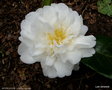 vignette Camlia ' MOSHE DAYAN ' camellia japonica