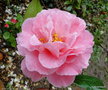 vignette Camlia ' LOVELY LADY  ' camellia reticulata