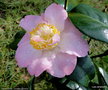 vignette Camlia ' DEMI-TASSE ' camellia japonica