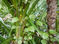 vignette Rubus schmidelioides schmidelioides