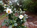 vignette Camellia japonica Scented sun au 13 01 13