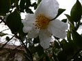 vignette Camellia sasanqua narumigata encore l au 13 01 13