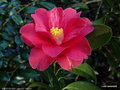 vignette ' FREEDOM BELL ' camellia  hybride