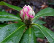 vignette Rhododendron   ' Christmas Cheer '