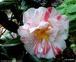 vignette Camélia ' RASPBERRY RIPPLE ' camellia japonica