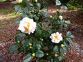 vignette Camellia japonica Scented sun au 15 01 13