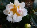vignette Camellia japonica Scented sun parfum gros plan au 15 01 13