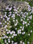 vignette Globularia cordifolia - Globulaire  feuilles cordes