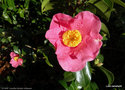 vignette ' ST EWE ' camellia hybride williamsii