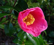vignette ' ST EWE ' camellia hybride williamsii