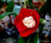 vignette ' BOKUHAN ' camellia japonica