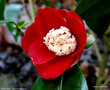 vignette ' BOKUHAN ' camellia japonica
