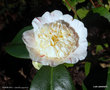vignette ' TINKER BELL ' camellia japonica
